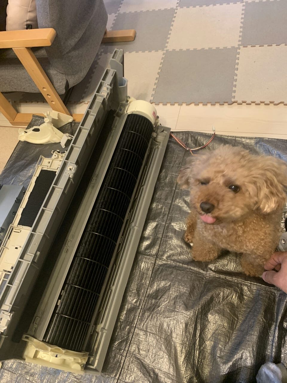 綺麗になったダイキンのエアコンの送風ファンと犬