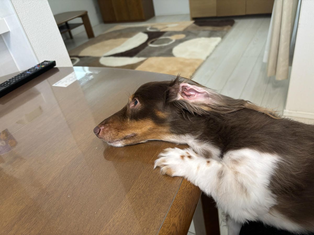 テーブルで伏せている犬